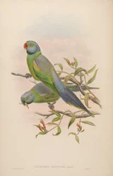 Palaeornis calthropae = Psittacula calthropae